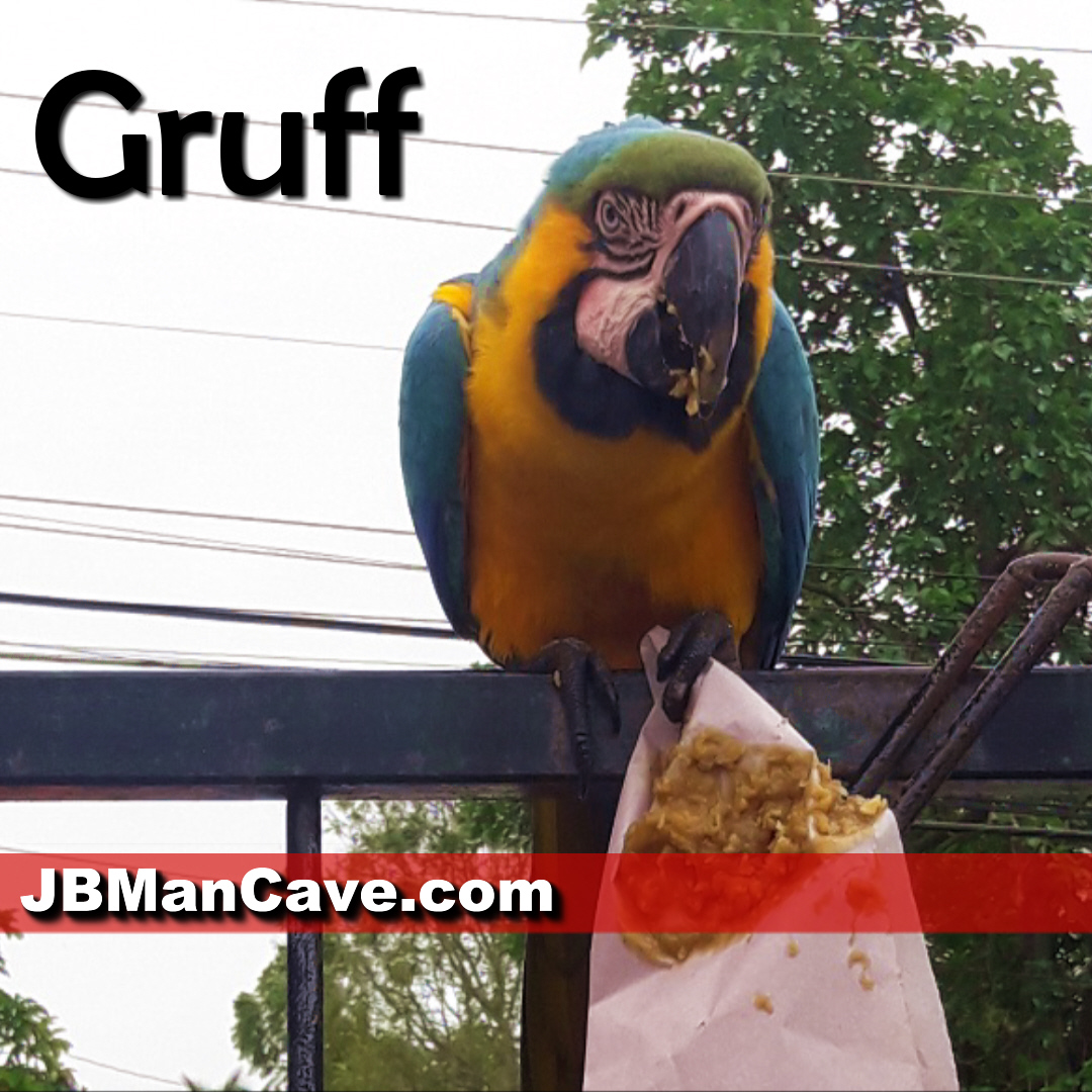 Gruff the Parrot in Trinidad